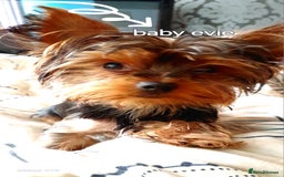 Yorkshire Terrier dogs for sale: Miniture full yorky pups for sale  - Image 2