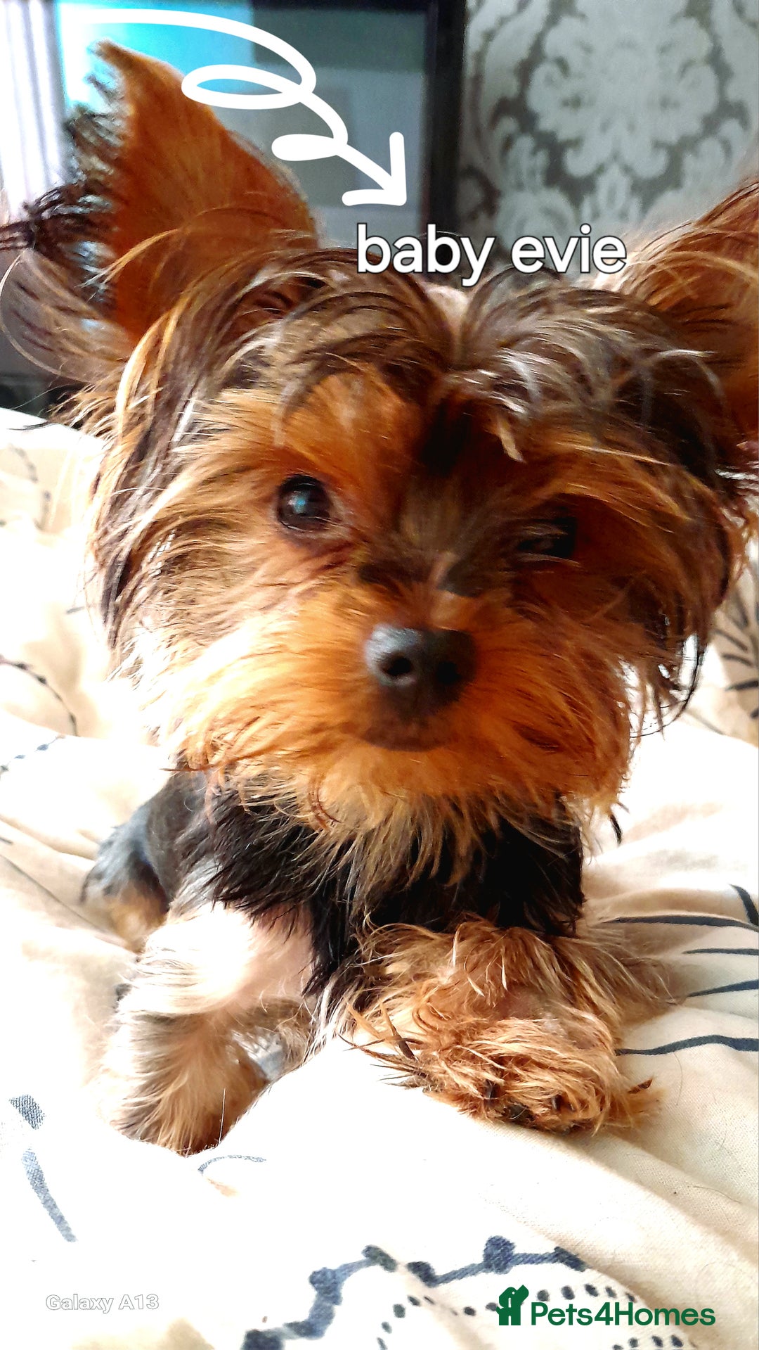 Yorkshire Terrier dogs for sale: Miniture full yorky pups for sale  - Image 2