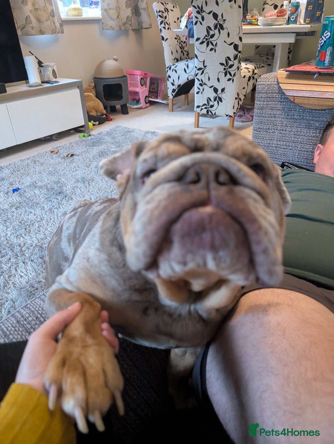 English Bulldog dogs for sale: Lovely English bulldog girl  - Image 13
