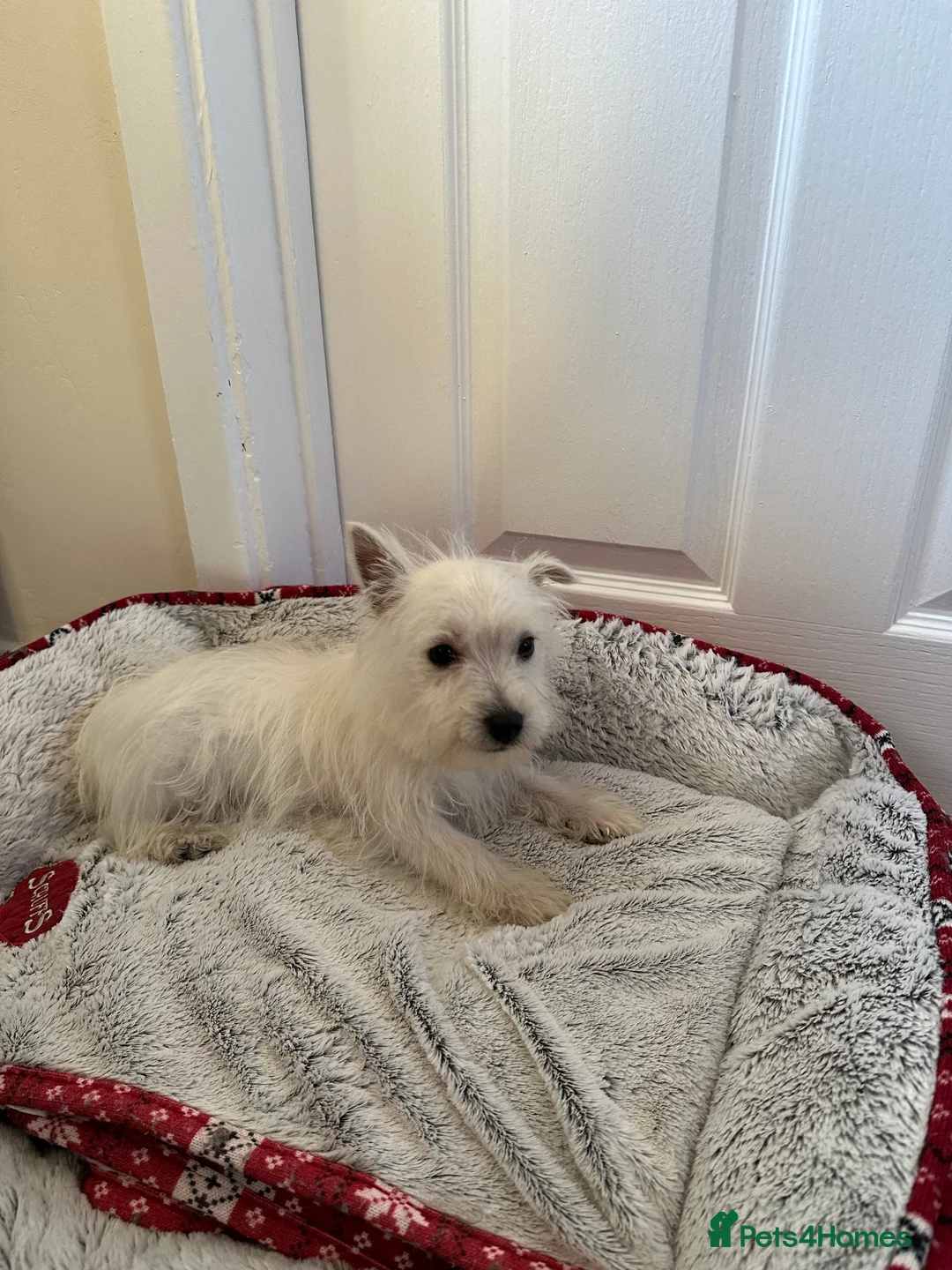 West Highland Terrier dogs for sale: Beautiful West highland terrier puppies  - Advert 4