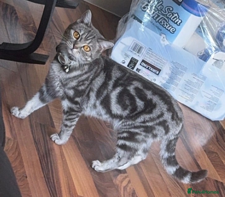 Mixed Breed cats Silver British short hair  - Advert 1