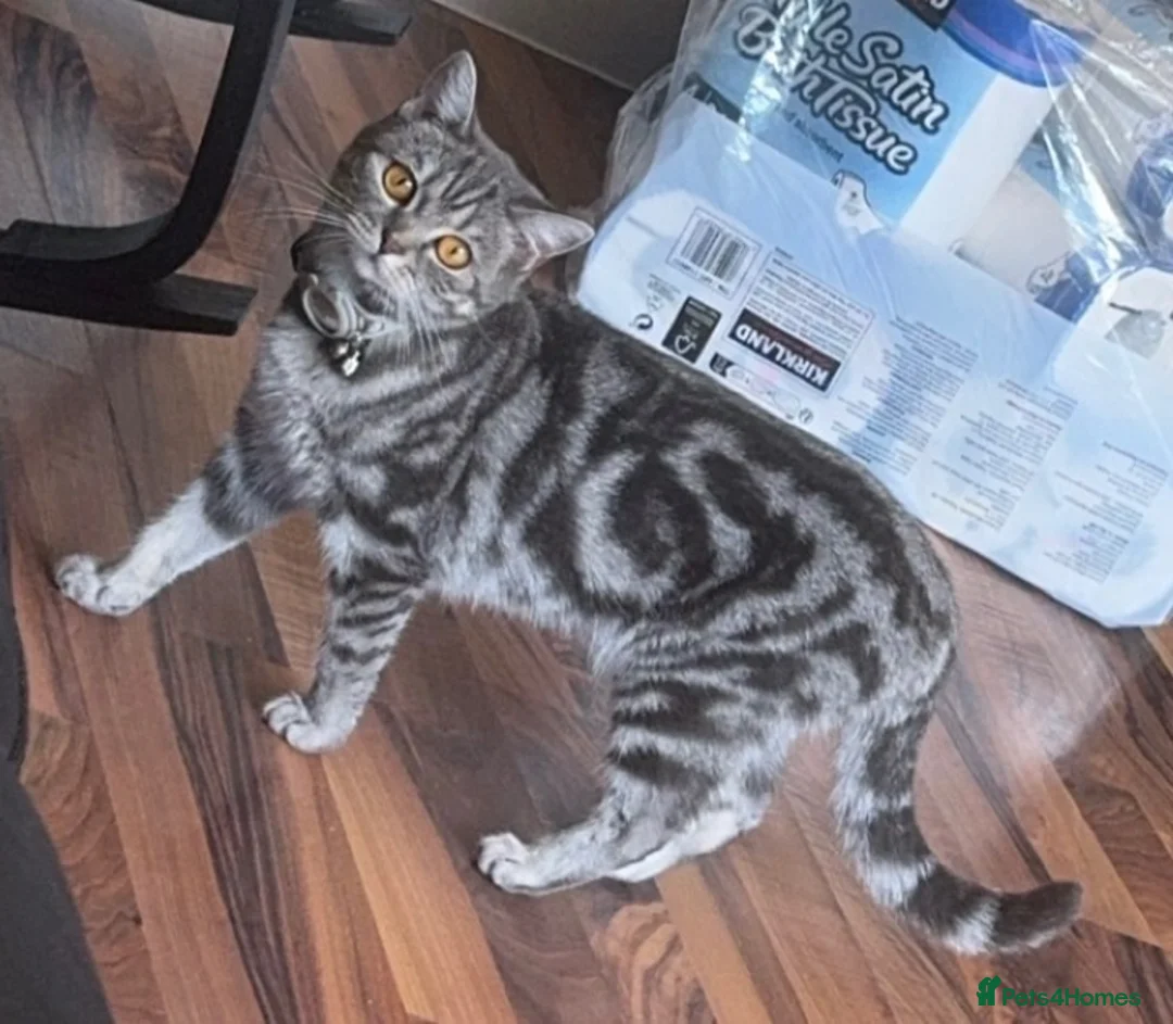 Mixed Breed cats for sale: Silver British short hair  - Advert 1