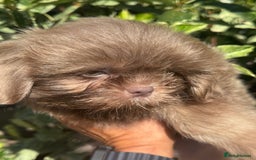 Shih Tzu dogs for sale: Shihtzus lilacs 5* KC REGISTERED - Image 3