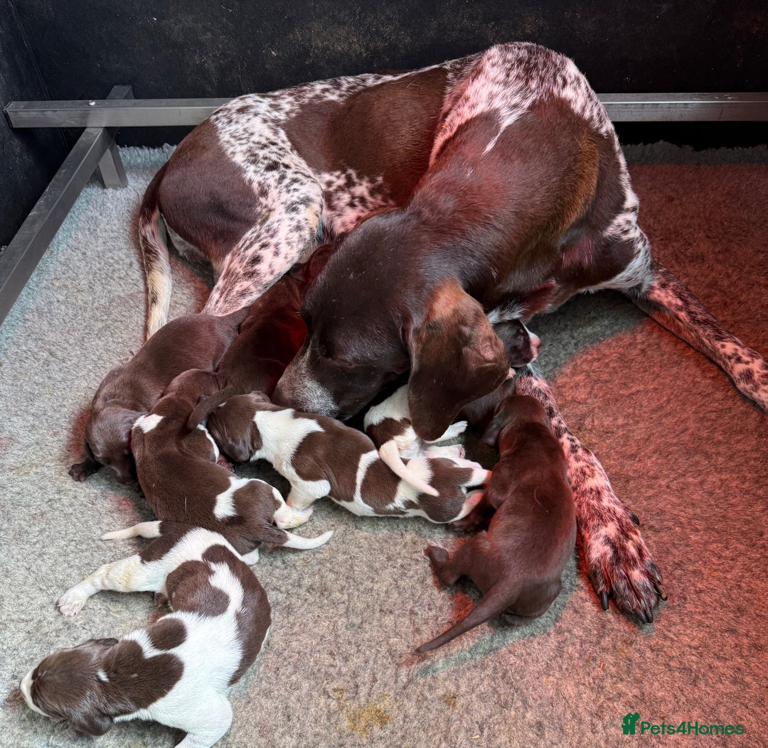 German Shorthaired Pointer dogs for sale: KC Reg GSP Pups Health Tested parents. DNA Tested  - Image 5