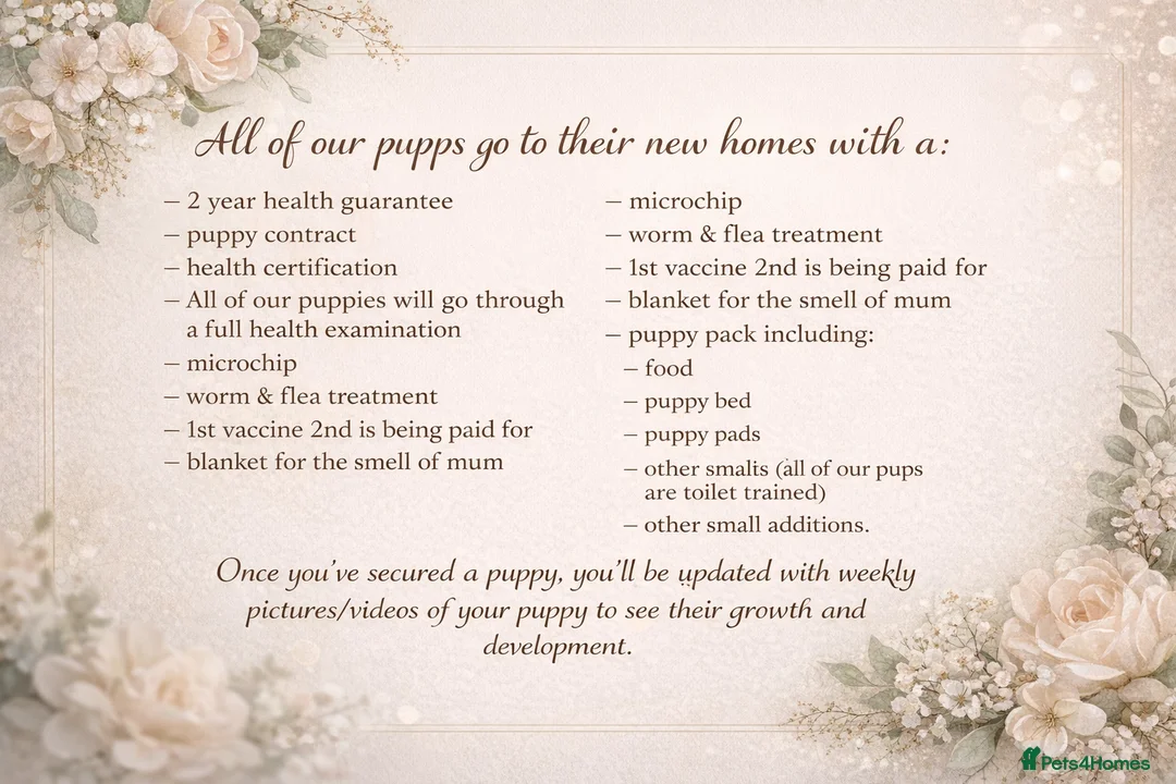 Miniature Dachshund dogs for sale: 𝕃𝕠𝕟𝕘 𝕙𝕒𝕚𝕣𝕖𝕕 𝕞𝕚𝕟𝕚 𝕕𝕒𝕔𝕙𝕤𝕙𝕦𝕟𝕕s - Advert 5