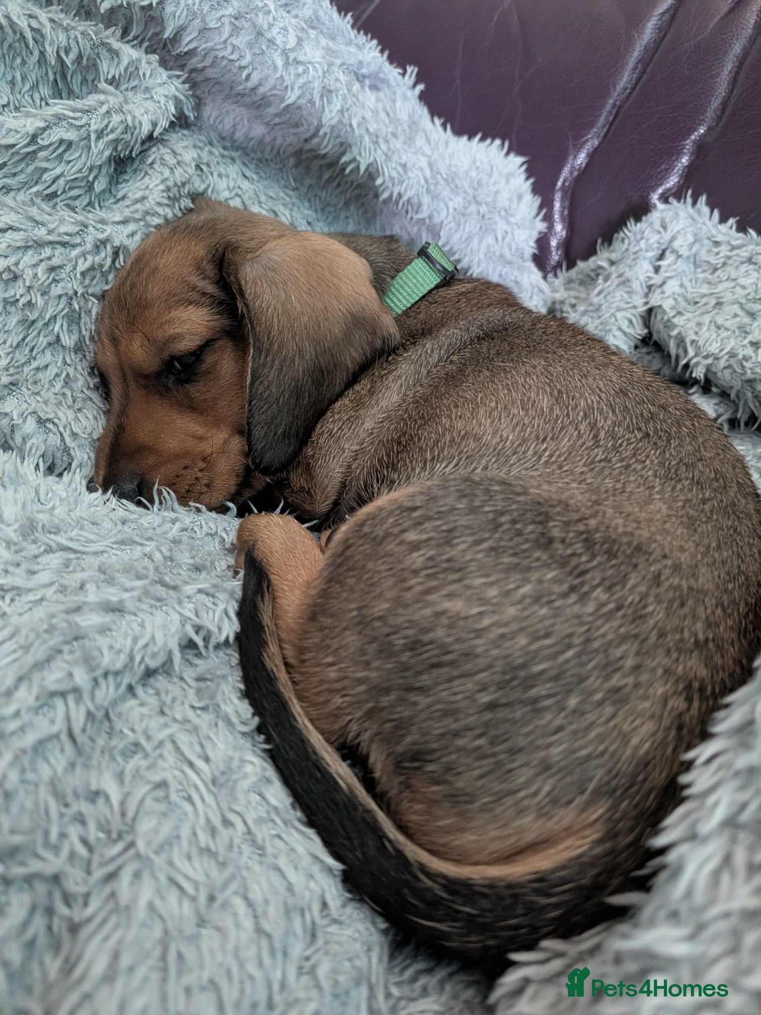 Miniature Dachshund dogs for sale: Mini Smooth Dachshund - Shaded Red Boy  x 2 - Advert 7