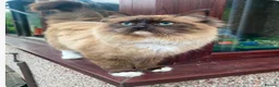 Ragdoll cats for sale: Ragdoll mink, bicolour, mitted - Advert 2