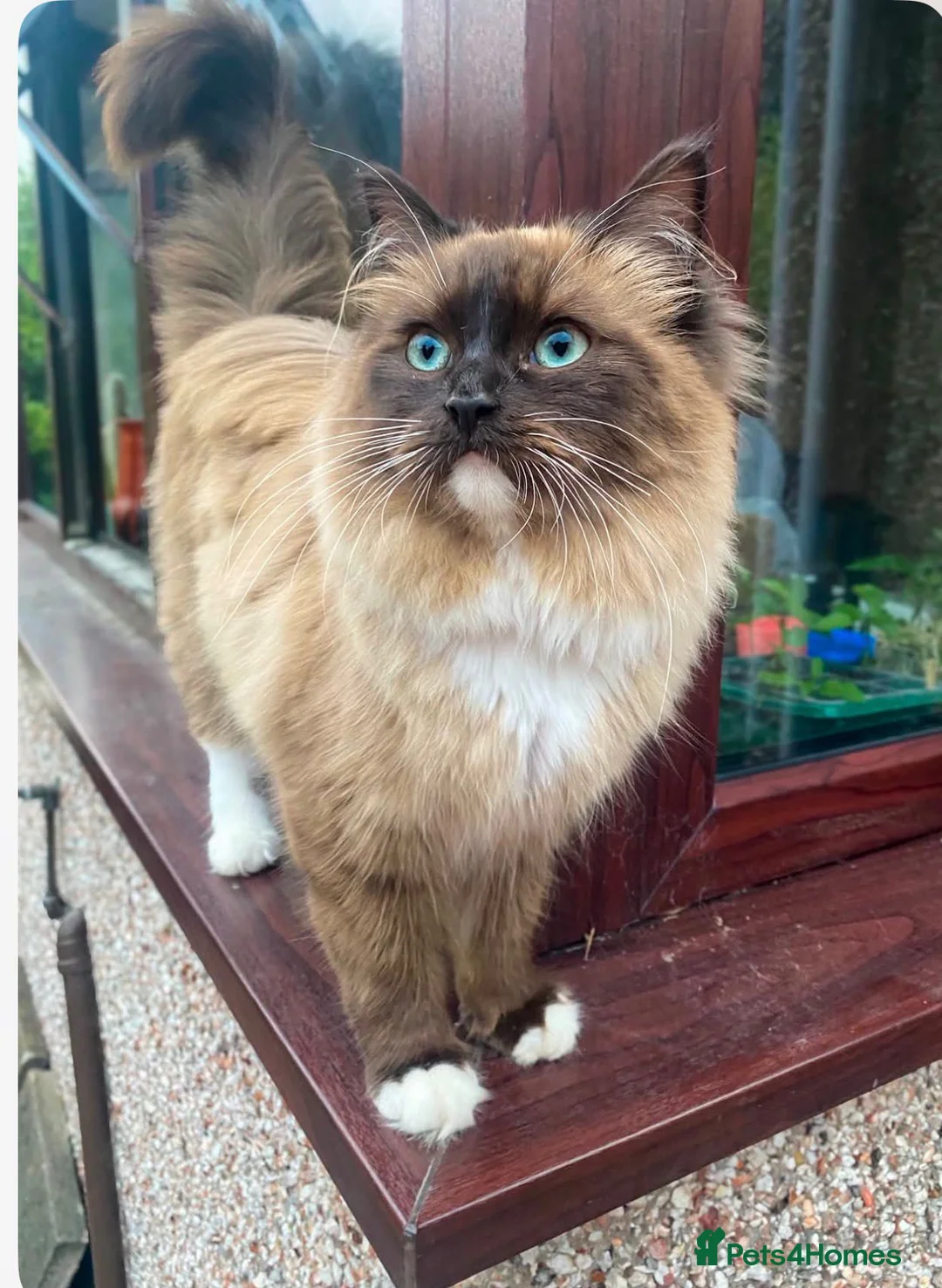 Ragdoll cats for sale: Ragdoll mink, bicolour, mitted - Advert 2