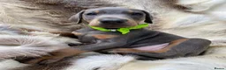 Dobermann dogs for sale: *KC REGISTERED* HEALTH TESTED DOBERMAN PUPPIES* - Advert 19
