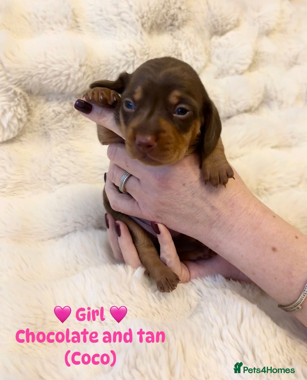 Miniature Dachshund dogs for sale: 🥇KC Registered Miniature Dachshunds Champion Line - Advert 4