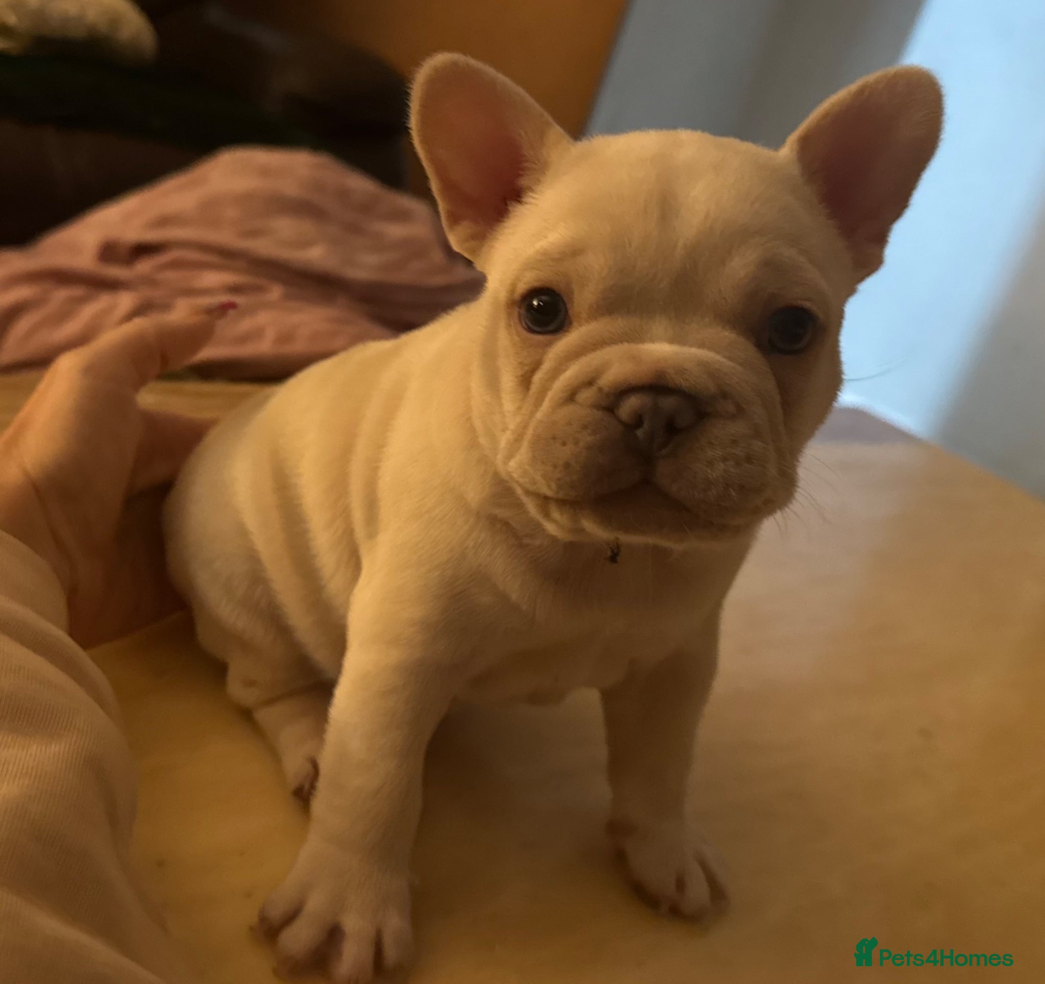 French Bulldog dogs Kc French bulldog puppy male - Advert 1