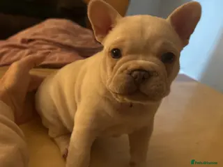 French Bulldog dogs Kc French bulldog puppy male - Advert 1