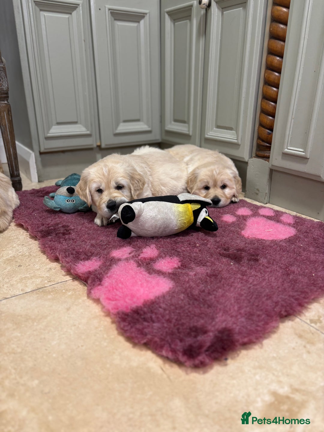 Golden Retriever dogs for sale: Golden retriever puppies  - Advert 22