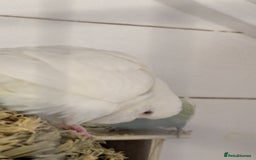 Budgerigars birds for sale: Mixed budgies nice colours  - Image 5