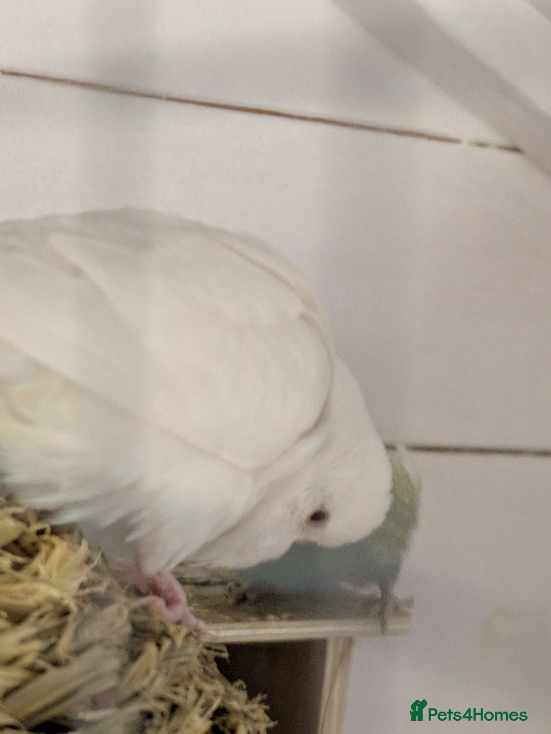 Budgerigars birds for sale: Mixed budgies nice colours  - Image 5