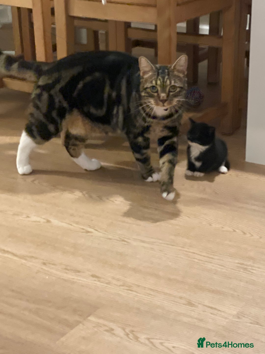 Mixed Breed cats for sale: Kittens for sale - Image 6