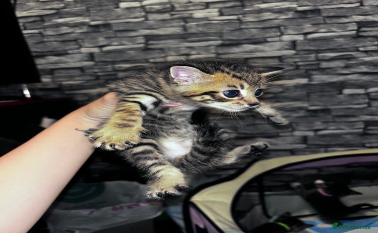 Mixed Breed cats - Advert 1