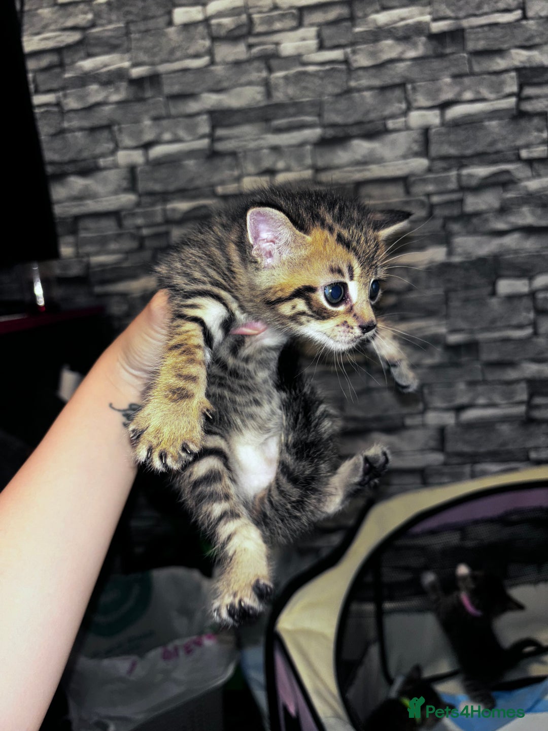 Mixed Breed cats for sale: 5 beautiful tabby kittens - Image 1