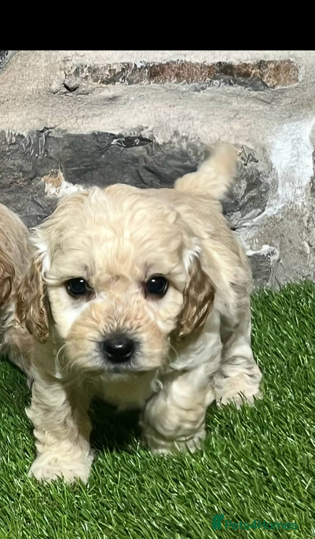 Poochon dogs for sale: Poochons Ready  **  Eve - Advert 14