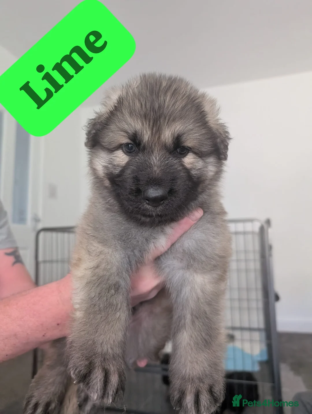 German Shepherd dogs for sale: Beautiful KC German Shepherd Puppies - Advert 1