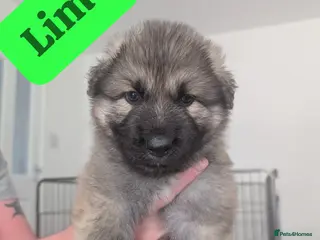 German Shepherd dogs Beautiful KC German Shepherd Puppies - Advert 12