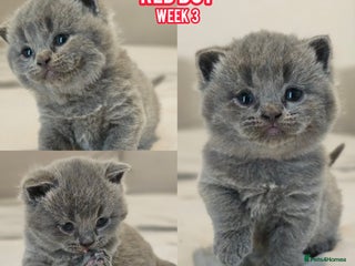 British Shorthair cats Blue British Shorthairs - Ready for 21/12/25 - Advert 4
