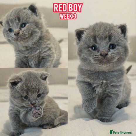 British Shorthair cats Blue British Shorthairs - Ready for 21/12/25 - Advert 9
