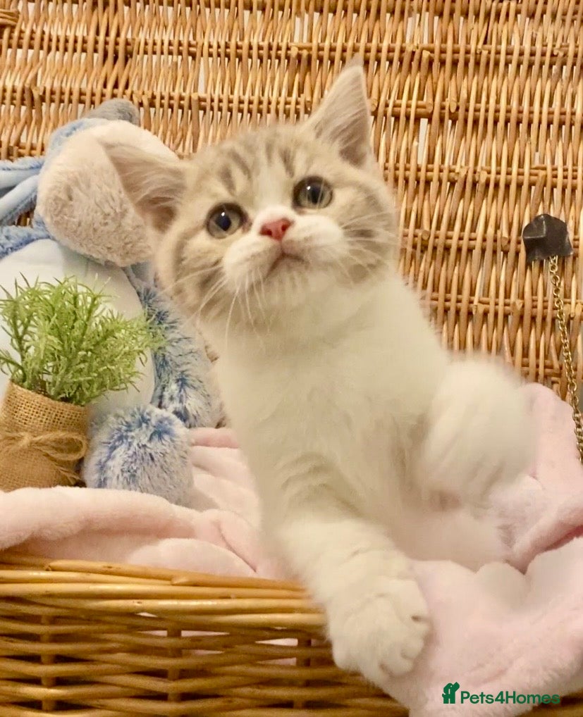 Scottish Fold cats TICA REG CHAMPION LINE FAWN BICOLOUR  GIRL 🧸 - Advert 1