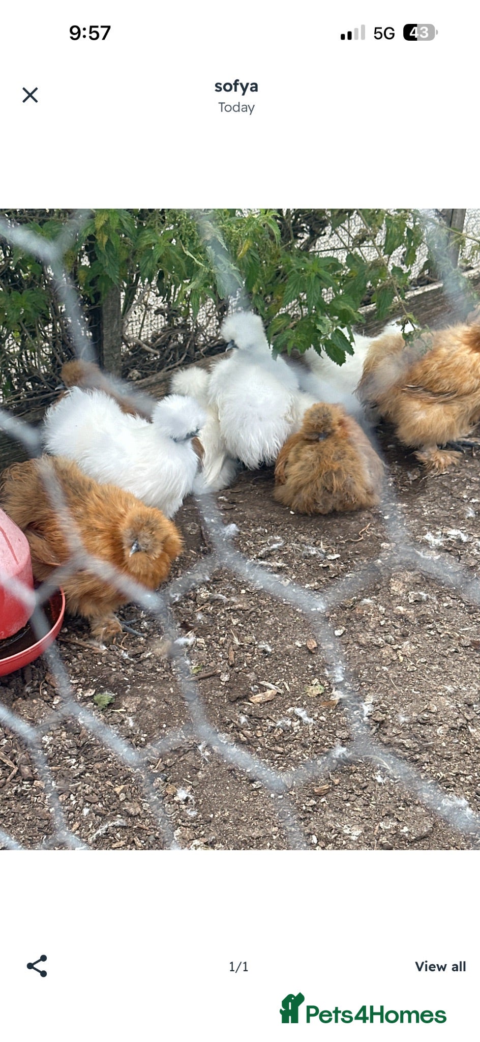 Hens poultry Beautiful hen,s for rehoming  - Advert 14