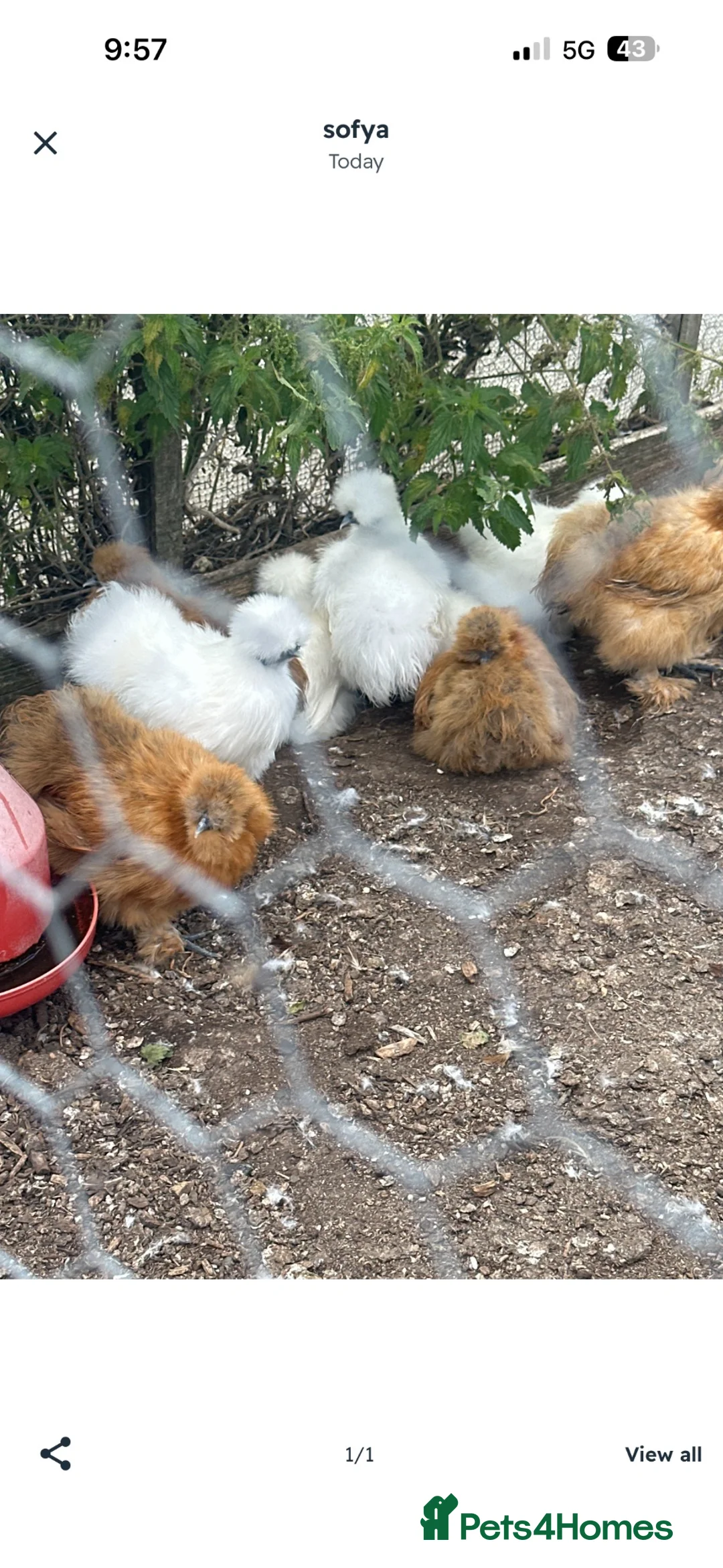 Hens poultry for sale: Beautiful hen,s for rehoming  - Advert 2