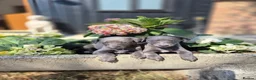 Whippet dogs for sale: Whippet Puppies - Advert 8