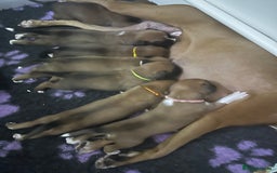 Boxer dogs for sale: Boxer Puppies KC registered  - Image 23
