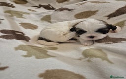 Shih Tzu dogs for sale: Beautiful Shih-tzu's - Image 12