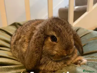 Mini Lop rabbits -Six Gorgeous Mini Lop Rabbits- - Advert 2