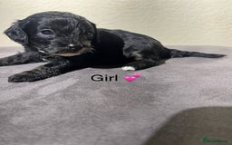 Cavapoo dogs for sale: Health tested cavapoos ready 8th december - Image 11