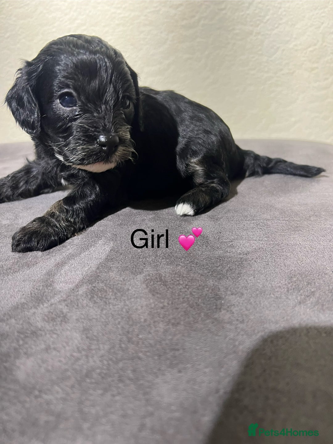 Cavapoo dogs for sale: Health tested cavapoos ready 8th december - Image 11