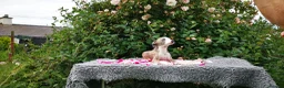 Whippet dogs for sale: Brindle whippets  in Holyhead - Advert 7