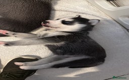 Siberian Husky dogs for sale: Strong Chunky Siberian Husky puppy’s  - Image 12