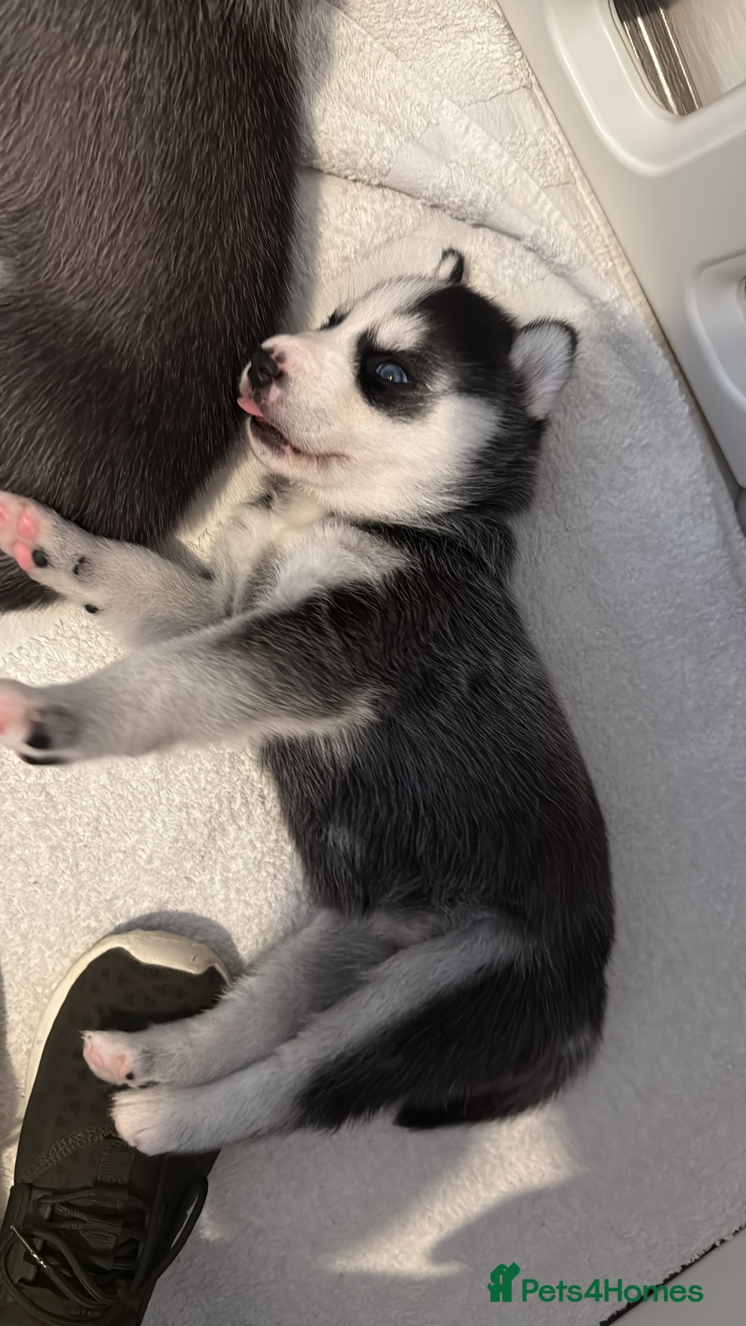 Siberian Husky dogs for sale: Strong Chunky Siberian Husky puppy’s  - Image 12
