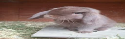 Mini Lop rabbits for sale: Spayed/neutered rabbits for adoption, vac Rhd2 - Advert 9
