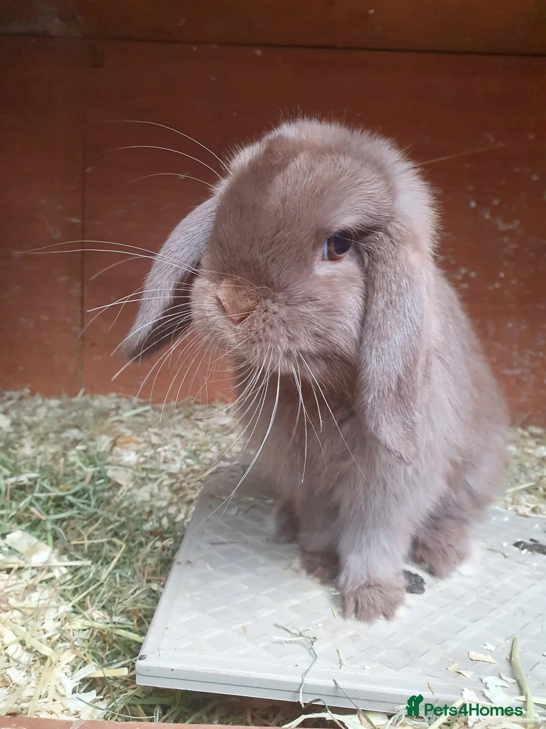 Mini Lop rabbits for sale: Spayed/neutered rabbits for adoption, vac Rhd2 - Advert 9