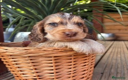 Cocker Spaniel dogs for sale: Beautiful Show Type KC registered Cocker Spaniels  - Image 25