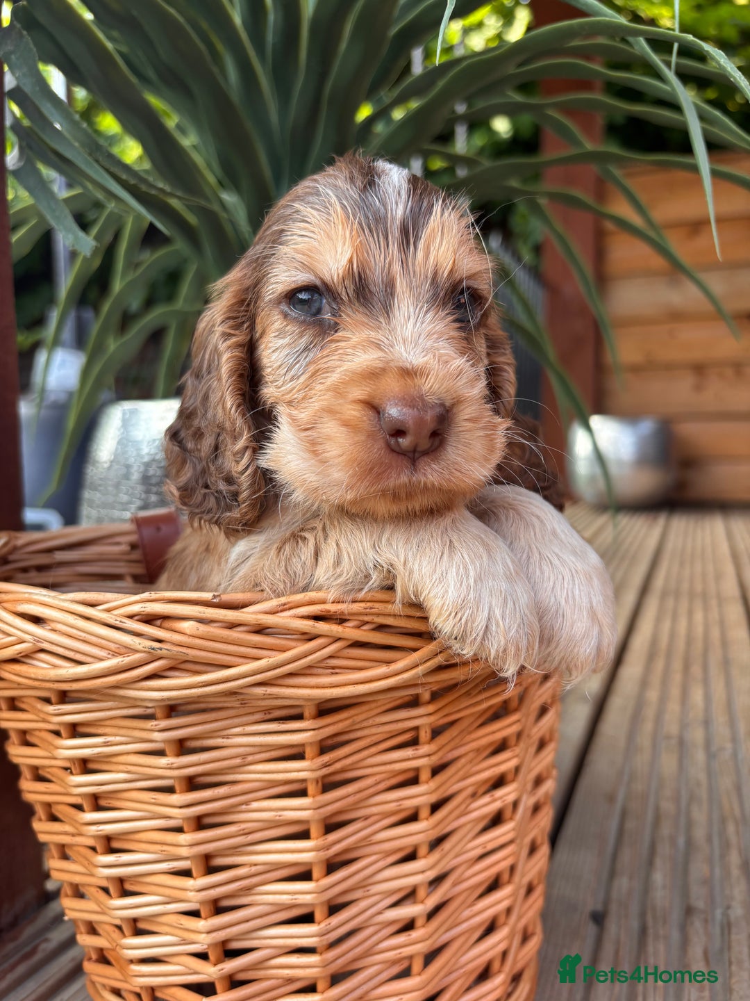 Cocker Spaniel dogs for sale: Beautiful Show Type KC registered Cocker Spaniels  - Image 25