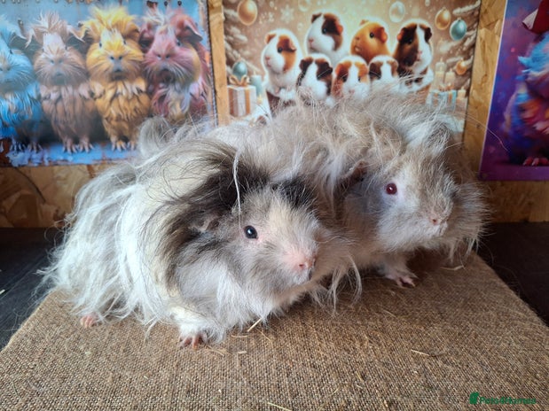 Guinea Pig rodents - Advert 1