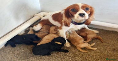 Cavapoo dogs - Advert 11