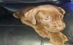 Mastiff dogs for sale: Mastiff Hybrids  - Image 33