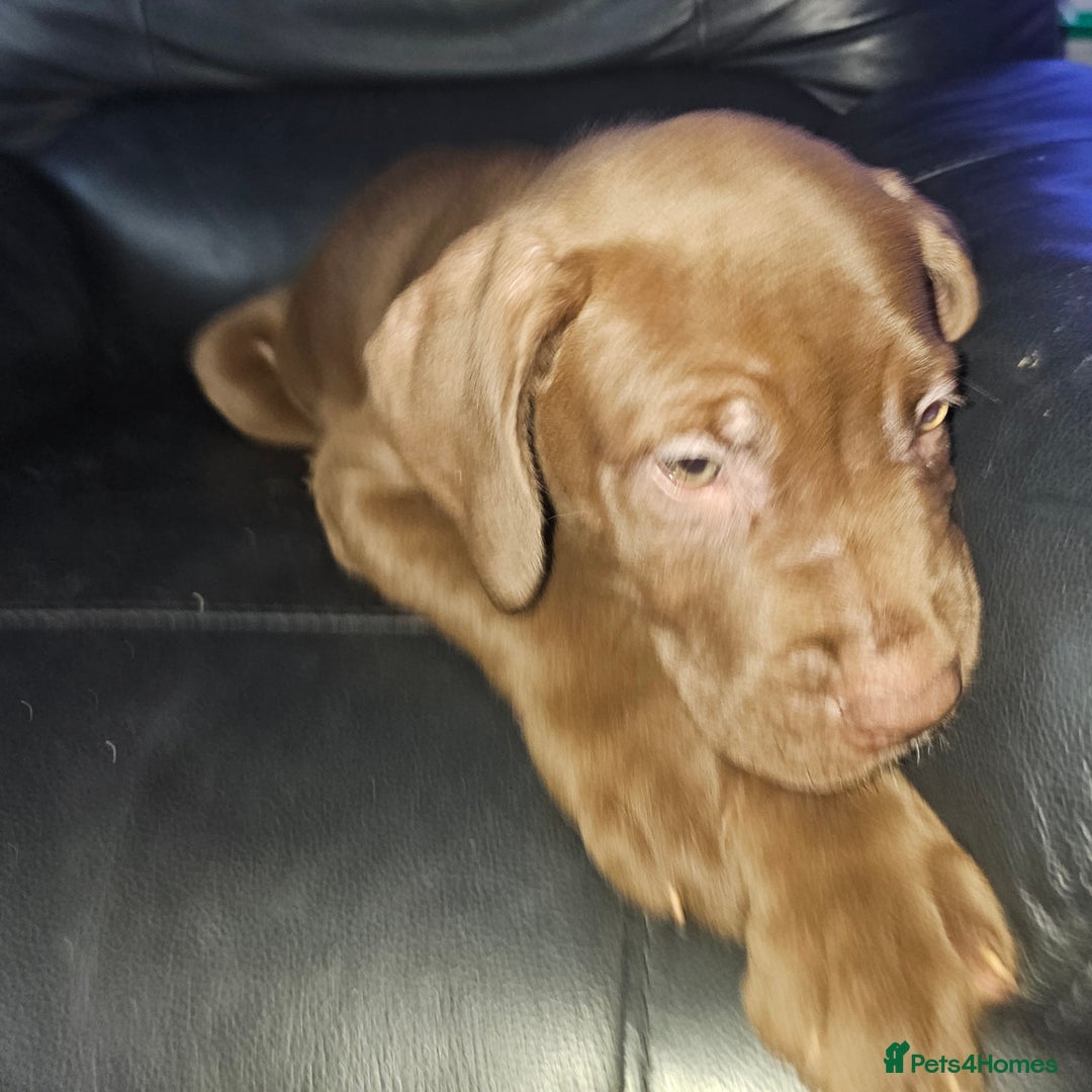 Mastiff dogs for sale: Mastiff Hybrids  - Image 33