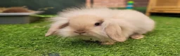 Mini Lion Lop rabbits for sale: Adorable Mini Lion Lops - READY JULY 1ST - Advert 2