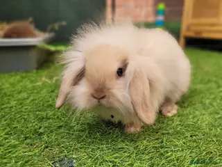 Mini Lion Lop rabbits Adorable Mini Lion Lop - ONE LEFT - Advert 2
