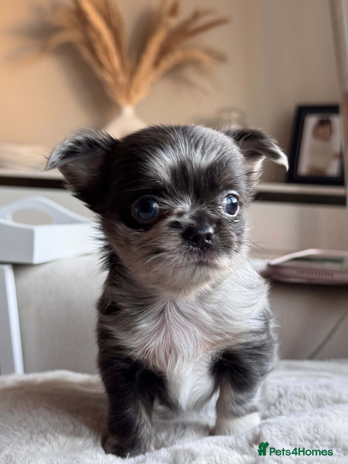 Chihuahua dogs Beautiful Longhair Chihuahuas  - Advert 16